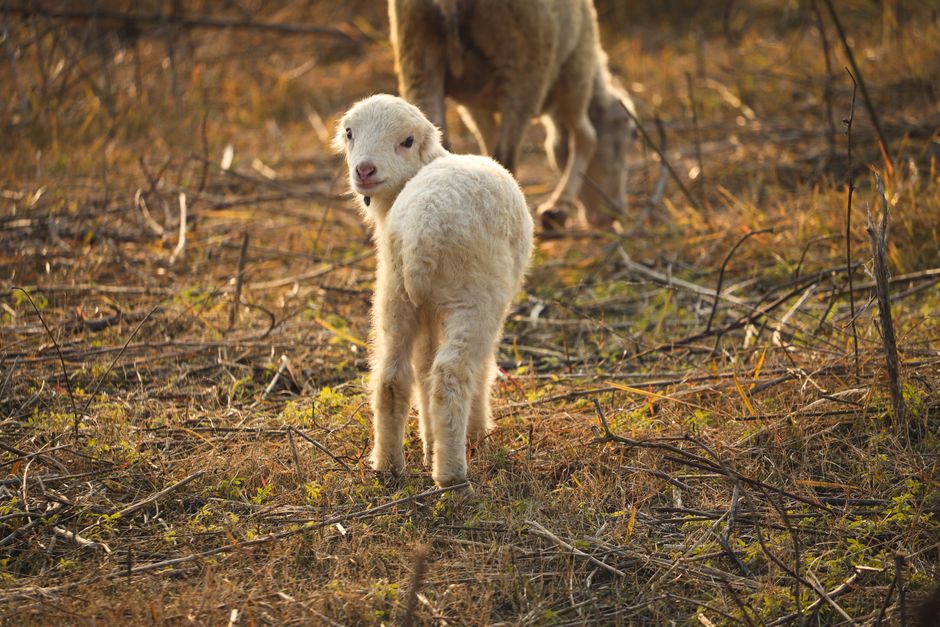A cute lamb standing in a sunlit field in Himachal Pradesh, showcasing nature's beauty.