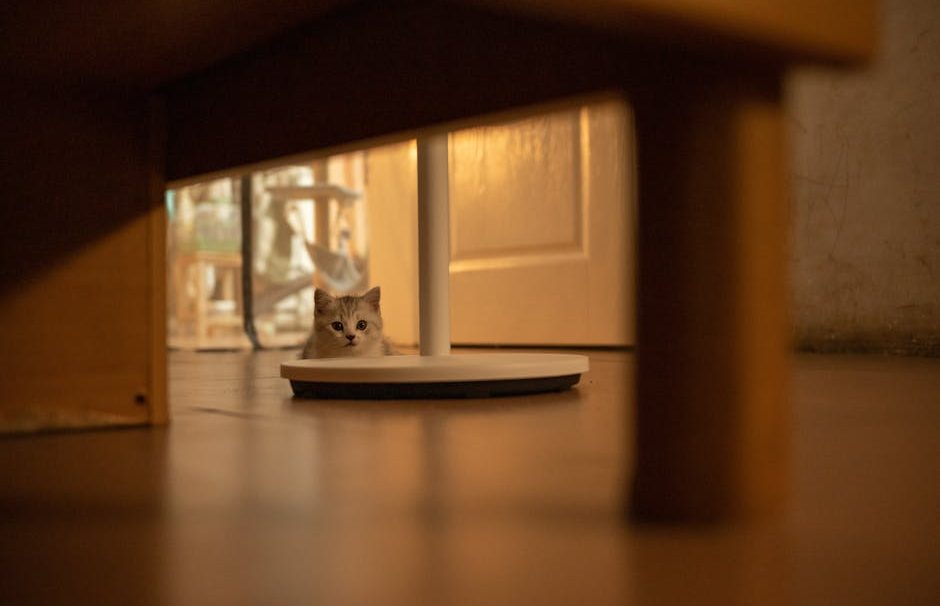 PETKIT Automatic Feeder Showdown: Camera Edition – Which is Best for Your Pet in 2026?
