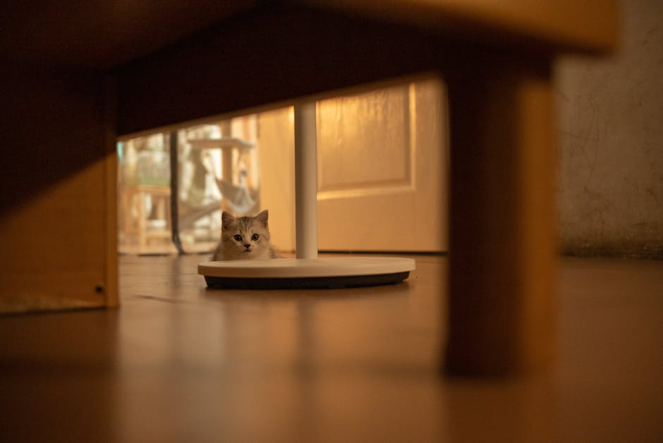PETKIT Automatic Feeder Showdown: Camera Edition – Which is Best for Your Pet in 2026?